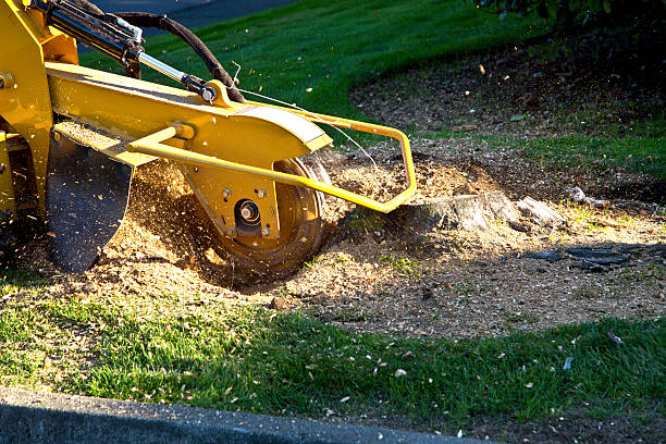 Best Tree Trimming Near Me  in Scanlon, MN